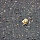 Jill Howell - Abandoned Snail