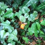Jill Howell - Lost Golf Ball