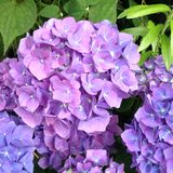 Jill Howell - Blue Hydrangea in my Garden