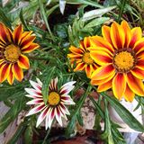 Jill Howell - Flowers for the bees