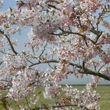 Jill Howell - Blossom Time