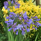 Jill Howell - Blue Agapanthus