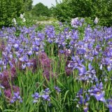 Jill Howell - Blue Irises in May