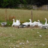Jill Howell - Geese in Tenterden, Kent