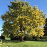 Jill Howell - Gingko Biloba at Ham Manor