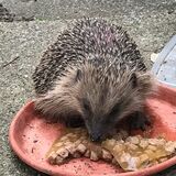 Hedgehog answering natures call for food