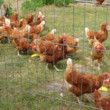 Jill Howell - Hens in Tenterden, Kent