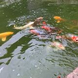 Jill Howell - It's Feeding Time