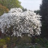 Jill Howell - Magnolia Stellata