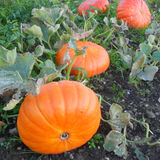 Jill Howell - Our Angmering Allotment