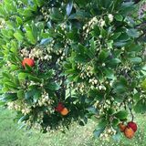 Jill Howell - Our Arbutus Today - Blossom and Fruits in November