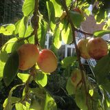 Jill Howell - Our Victoria Plums