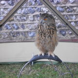 Jill Howell - Owl 2