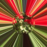 Jill Howell - Pelargonium Experiment