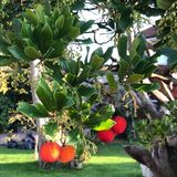 Jill Howell - Ready to Eat Arbutus