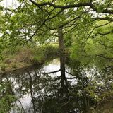 Jill Howell - Reflection in Kentish Village Pond