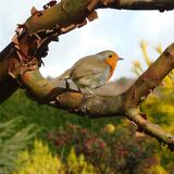 Jill Howell - Robin in RHS Rosemoor Garden, Devon