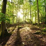 Jill Howell - Sussex Wood