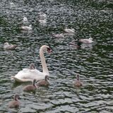 Jill Howell - Swan and Cygnets