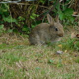 Jill Howell - Wild Rabbit near our Caravan