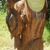 Jill Howell - Woody Woodpecker
