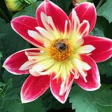 Jill Howell - Summer 3