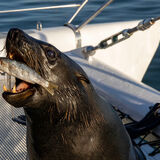 Must go down head first