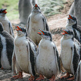 Baby Gentoo Penguins 'avin' a shout