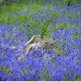 Larry Darby - Early Summer Bluebells