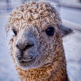 Larry Darby - Eating Snow? Me.....?
