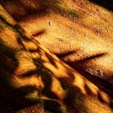 Larry Darby - Eucalyptus Bark