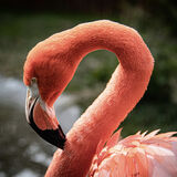 Larry Darby - Flamingo