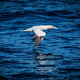Larry Darby - Gannet