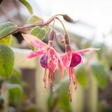 Larry Darby - Iced Fuchsia Jan 2021