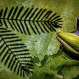 Larry Darby - Lotus Lily with Fern Shadow - 1st