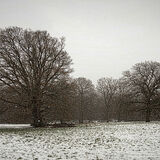 Larry Darby - Oaks in the Snow, Nymans