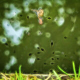 Larry Darby - Polliwogs in a Pond