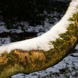 Larry Darby - Snow on the Bough, Nymans