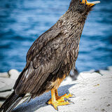 Striated Caracara 'avin' a shout