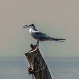 Larry Darby - Perching Tern