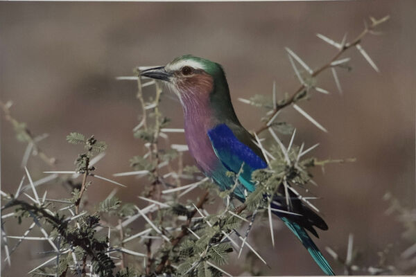Lilac Throated Roller, Botswana