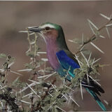 Lilac Throated Roller, Botswana