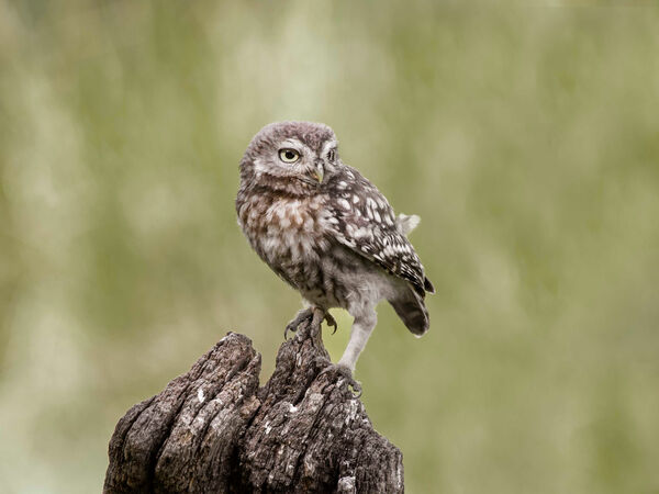 Little owl