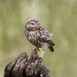 Little owl