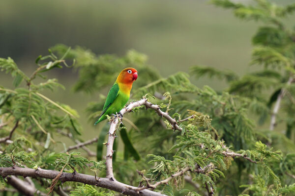 Lonely Lovebird