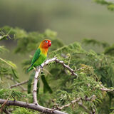 Lonely Lovebird