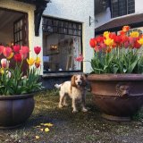 Lustleigh tulips
