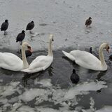 Mike Hubbard - 3 Cold Swans