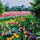 Mike Hubbard - Arundel Castle Tulips