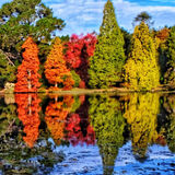 Mike Hubbard - Autumn Coloured Trees in Sheffield Park